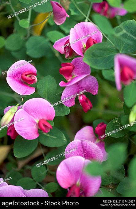 A detail of the flower Lathyrus grandiflorus commonly known as Everlasting pea pink flowers