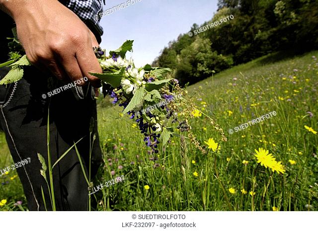 Franz Gostner picking flowers in a meadow, Gostner Schwaige, Alp, South Tyrol, Italy