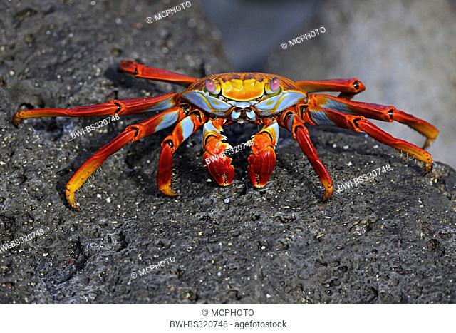 Sally lightfoot crab, Mottled shore crab (Grapsus grapsus), on a stone, Ecuador, Galapagos Islands, Espanola