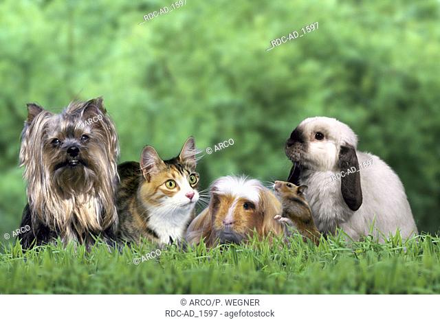 Yorkshire Terrier Norwegian Forest Cat Coronet Guinea Pig Golden Hamster and Lop-eared Dwarf Rabbit