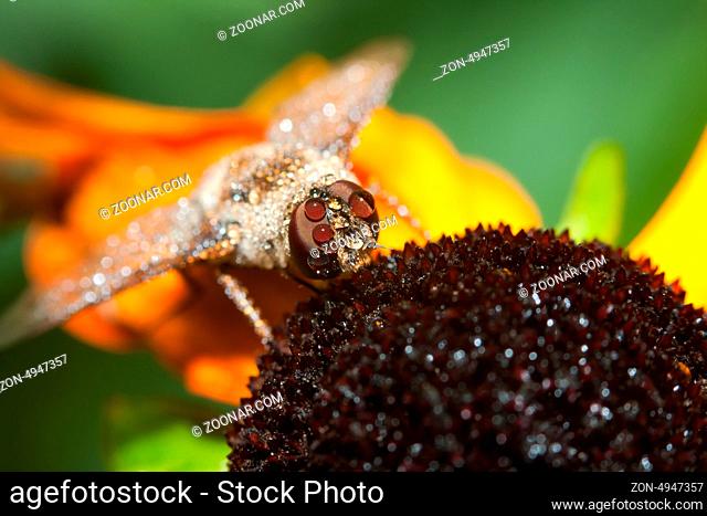 Common green bottle fly on a Black Eyed Susan