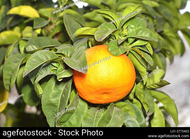 Citrus aurantium. Naranjo amargo