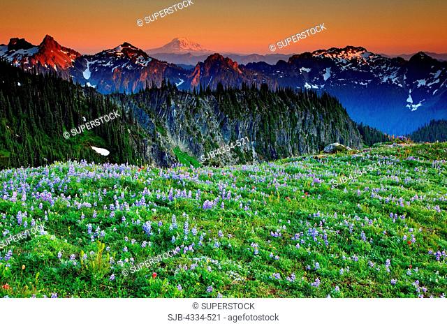 Sunset and wildflowers with Mount Adams in the distance, from Van Trump Park in Mount Rainier National Park, Washington
