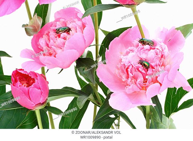 Pink peonies and bugs