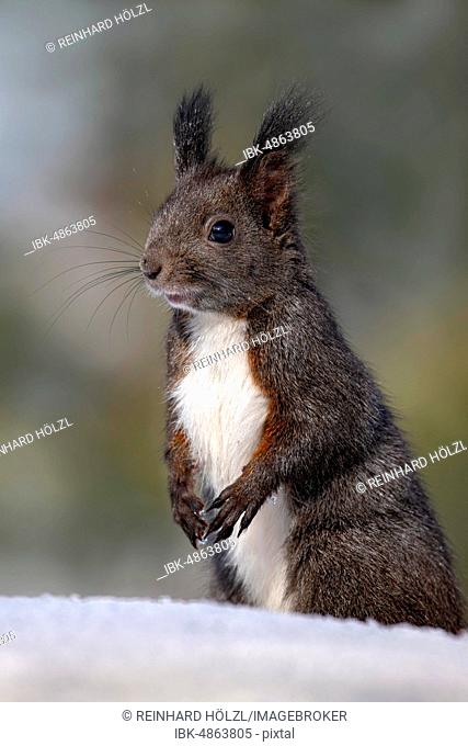 Eurasian red squirrel (Sciurus vulgaris), sitting upright in the snow, Austria