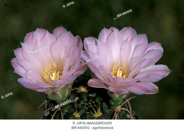 Pink Ball Cactus (Notocactus rutilans), flowers