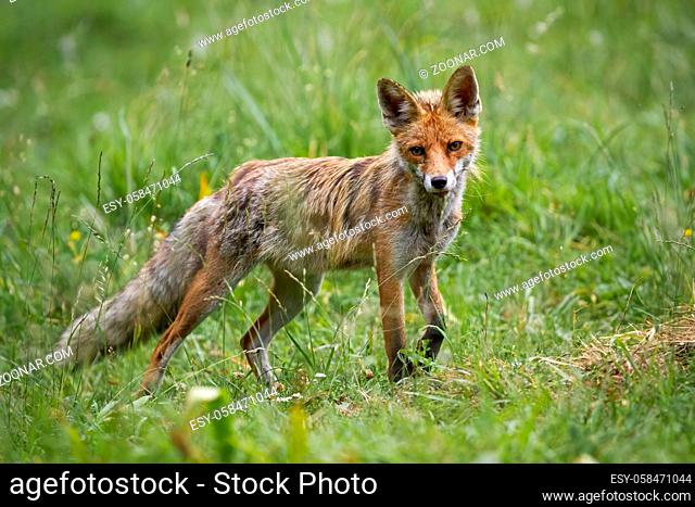 Red fox, vulpes vulpes, walking on meadow in summertime nature. Wild mammal looking on green field. Orange predator marching on grassland in summer
