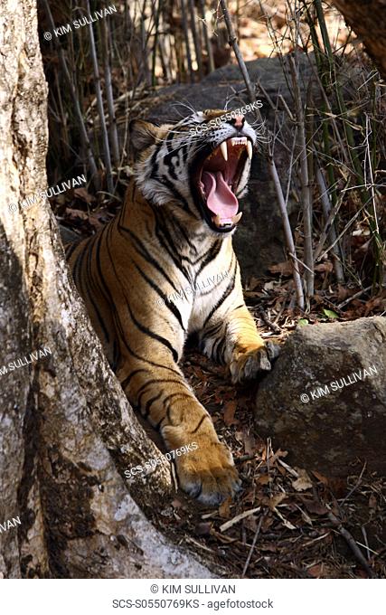 Bengal Tiger Panthera Tigris Tigris wild sub-adult male, critically endangered Bandhavgarh Tiger Reserve, India