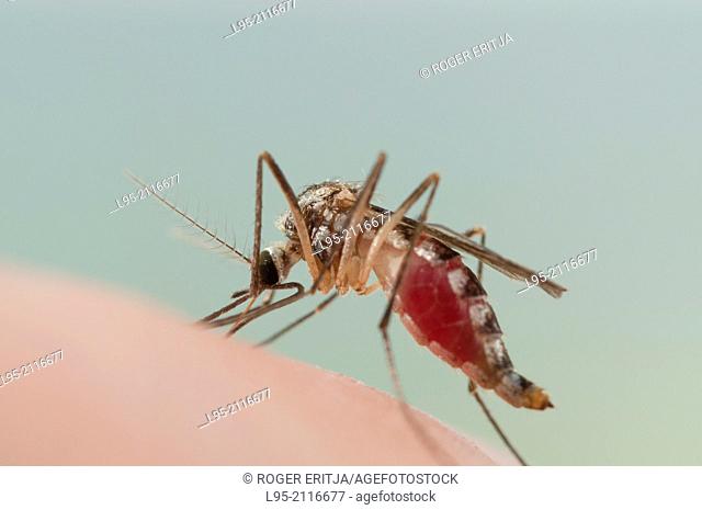 Aedes triseriatus mosquito female biting on human skin