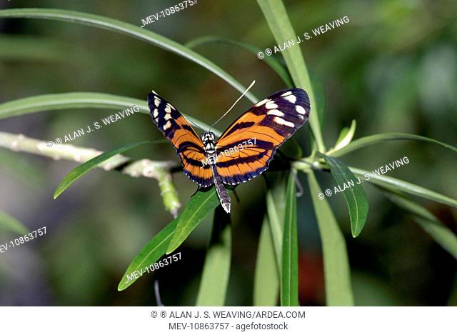 Tiger Heliconian Butterfly (Heliconius ismenius). Occurs in Colombia and Mexico