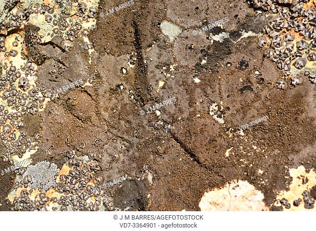 Brown cobblestone lichen (Acarospora fuscata) is a crustose lichen that grows on siliceous rocks. This photo was taken in Calatrava la Nueva