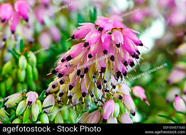 Macro of blossoms from a winter-flowering heather plant (erica carnea)