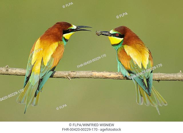 European Bee-eater Merops apiaster adult pair, courtship feeding, passing bee, perched on twig, Bulgaria, may
