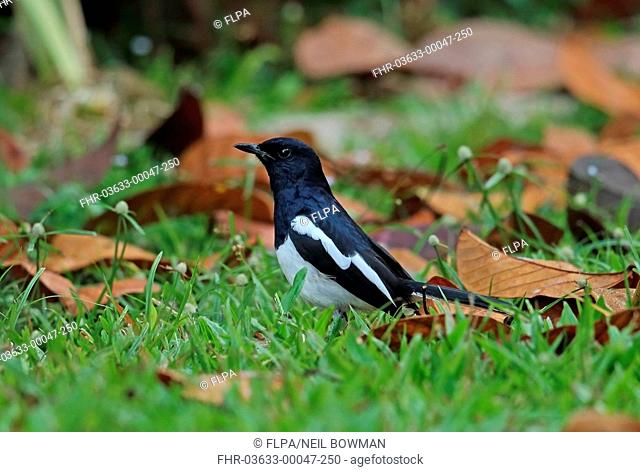 Oriental Magpie-robin (Copsychus saularis musicus) adult male, foraging amongst fallen leaves on short grass, Taman Negara N.P