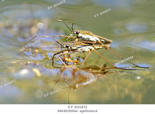 pond skaters, water striders, pond skippers (Gerridae), mating on water surface, Germany