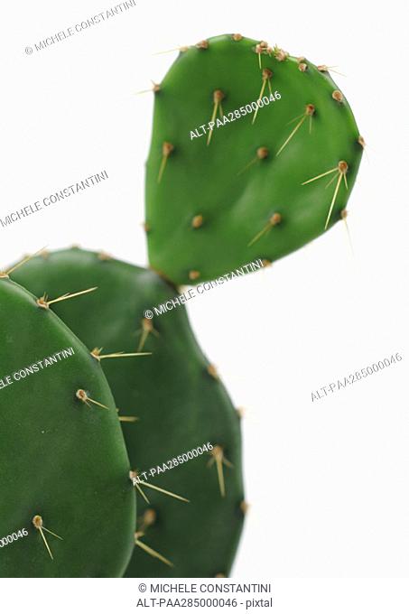 Prickly pear cactus, close-up