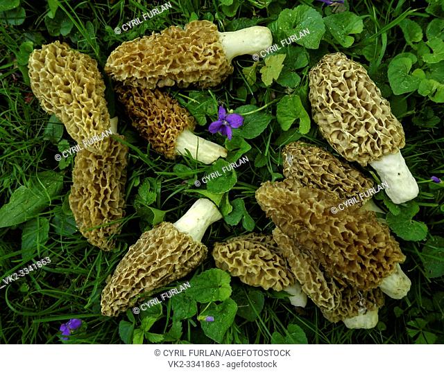 Morel mushrooms that have been gathered from the woodlands of Pennsylvania in the month of may