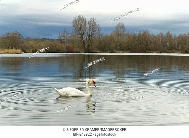 Mute Swan (Cygnus olor), quarry pond, Upper Swabia, Baden-Wuerttemberg, Germany