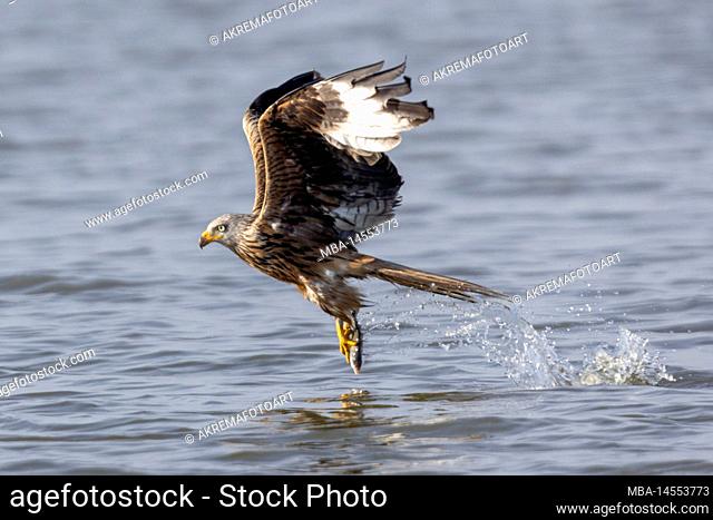 Red Kite (Milvus milvus) hunting prey in Lake Malchin in Mecklenburg-Western Pomerania