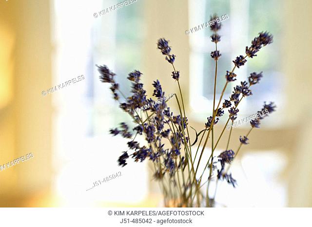 STILL LIFE  Riverwoods, Illinois. Vase hold twigs of dried lavender on kitchen table, selective focus, blurred effect with lens, abstract