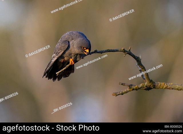 Calling red-footed falcon (Falco vespertinus), male, on branch, near Hotobagyi-Puszta, Hungary, Europe