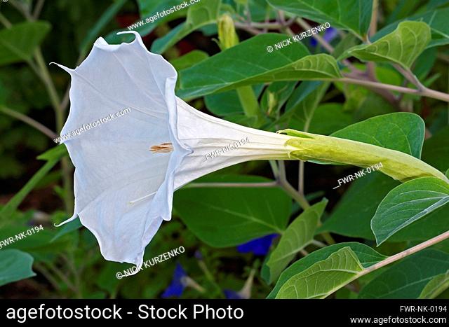 Devil's trumpet, Datura metel, White trumpet shaped flower growing outdoor