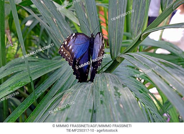The Butterfly House, in the Regional Park of Appia Antica, open daily until June 4, Via Appia Pignatelli 450. In the greenhouse