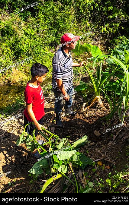 Father and son harvesting malanga root in Topes de Collantes, Trinidad, Republic of Cuba, Caribbean, Central America