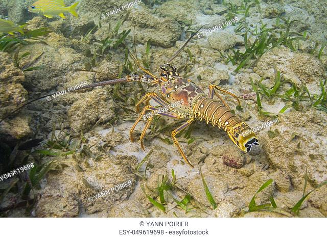 Panulirus argus lobster walking across rocks and algea