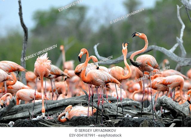 Great Flamingo Phoenicopterus ruber