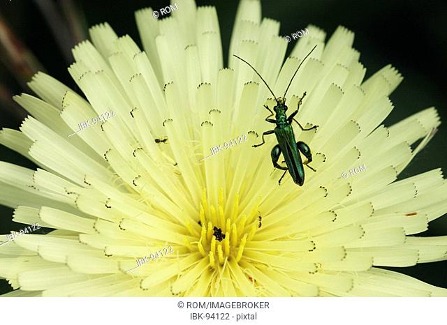 Beetle (Oedemera nobilis) on composite flower