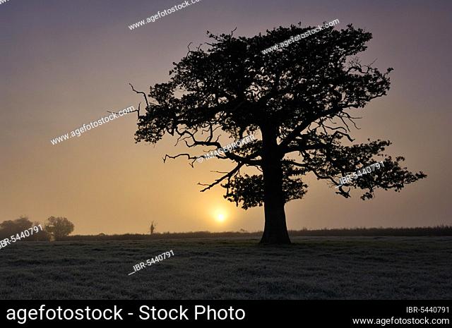 A tree stands in frosty farmland at sunrise. Wrington, North Somerset, England United Kingdom