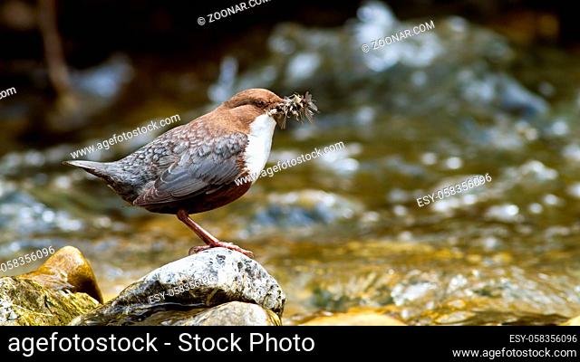 White-throated dipper, cinclus cinclus, holding insect in prey on rock. Small brown bird standing on stone in flowing water