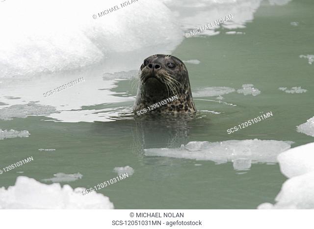 Curious harbor seal Phoca vitulina swimming amongst ice calved from the Sawyer Glaciers in Tracy arm, Southeast Alaska, USA Pacific Ocean