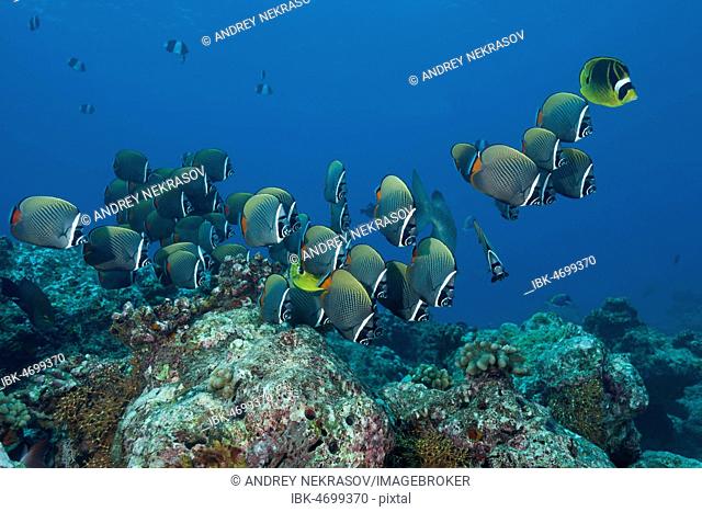 School of Pakistani butterflyfish or Redtail Butterflyfishes (Chaetodon collare) swim over coral reef, Indian Ocean, Maldives