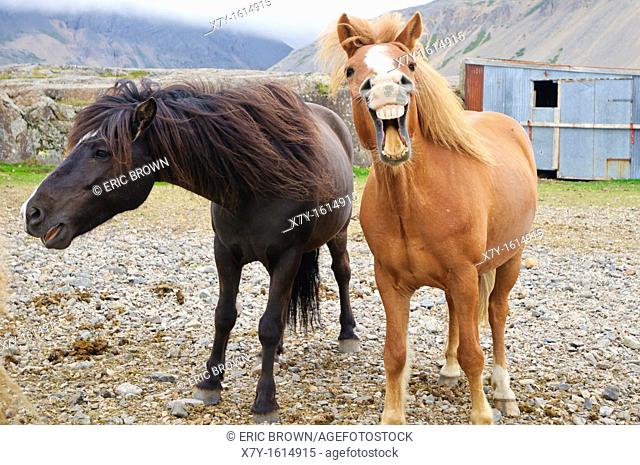 Icelandic horses neighing