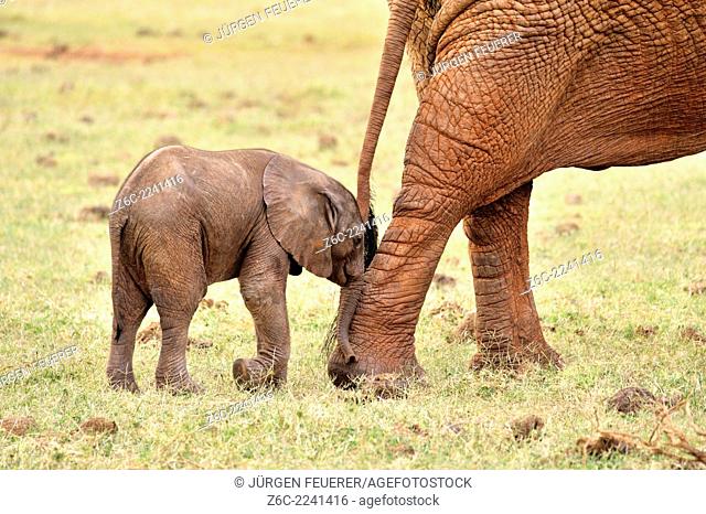 Young playful Baby Elephant, loxodonta africana, nudging nose to get attention or just ham-fisted, Tsavo East National Park, Kenya