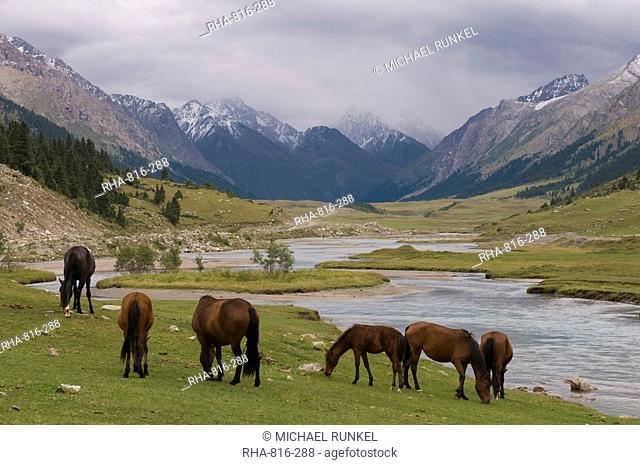Wild horses at river, Karkakol, Kyrgyzstan, Central Asia