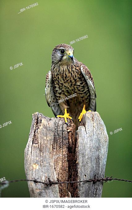 Common Kestrel (Falco tinnunculus), adult, female, perched on a lookout, Germany, Europe