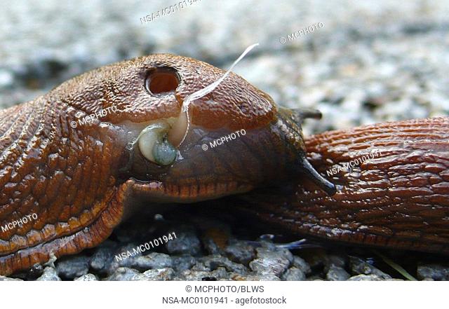 Arion lusitanicus, Spanish slug, Lusitanian slug