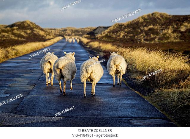 sheep on the road - List/Sylt, Schleswig-Holstein, Germany, 31/12/2011