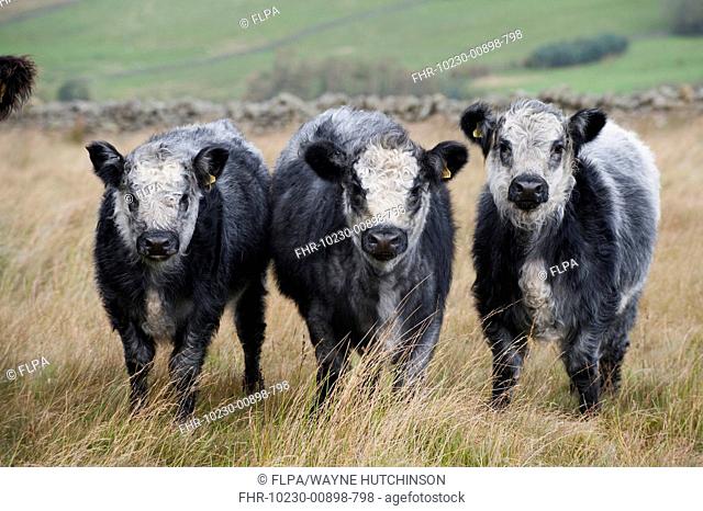 Domestic Cattle, Galloway x Whitebred Shorthorn blue-grey calves, standing in upland pasture, England, october