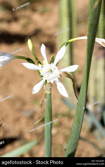 Canary Sea Daffodil (Pancratium canariense) is a bulbous herb endemic to Canary Islands. Flowering plant