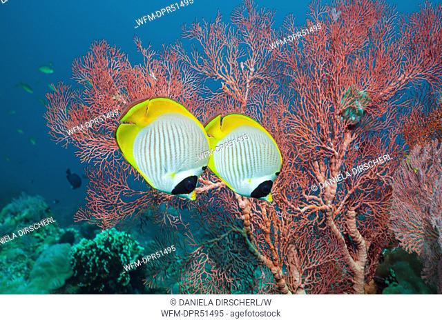 Pair of Panda Butterflyfish, Chaetodon adiergastos, Amed, Bali, Indonesia