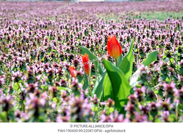 28 April 2019, Berlin: Closed tulips stand on a meadow full of purple red deadnettle (Lamium purpureum) at the place of the United Nations in the district...
