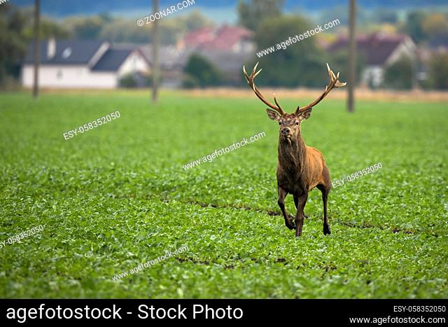 Scared red deer, cervus elaphus, escaping from village on green field with electricity poles and houses in background. Wild animal running away from people with...