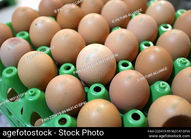 16 March 2022, Saxony-Anhalt, Cattenstedt: Fresh organic eggs are stacked on pallets in the packing hall. Michael Häge's chicken farm, built in 2017
