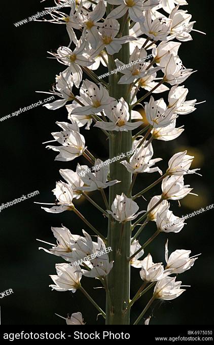 Foxtail lily (Eremurus robustus), Hesse, Germany, Europe