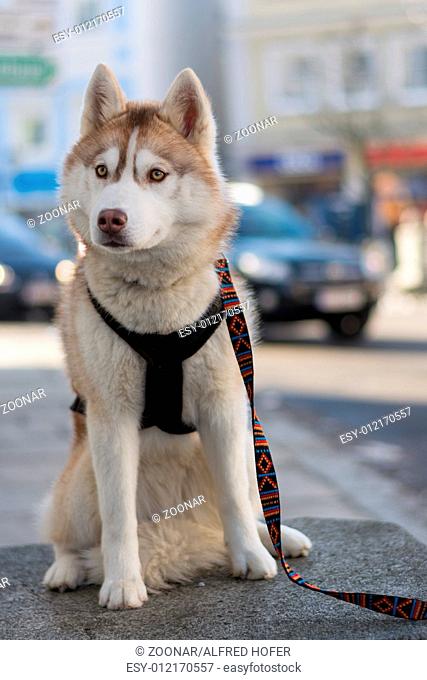young husky waiting on leash