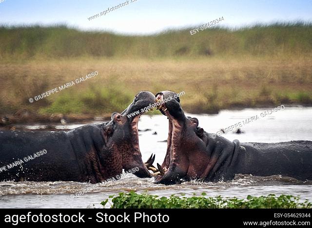 Two hippos fighting in the waters of Lake Manyara, Tanzania